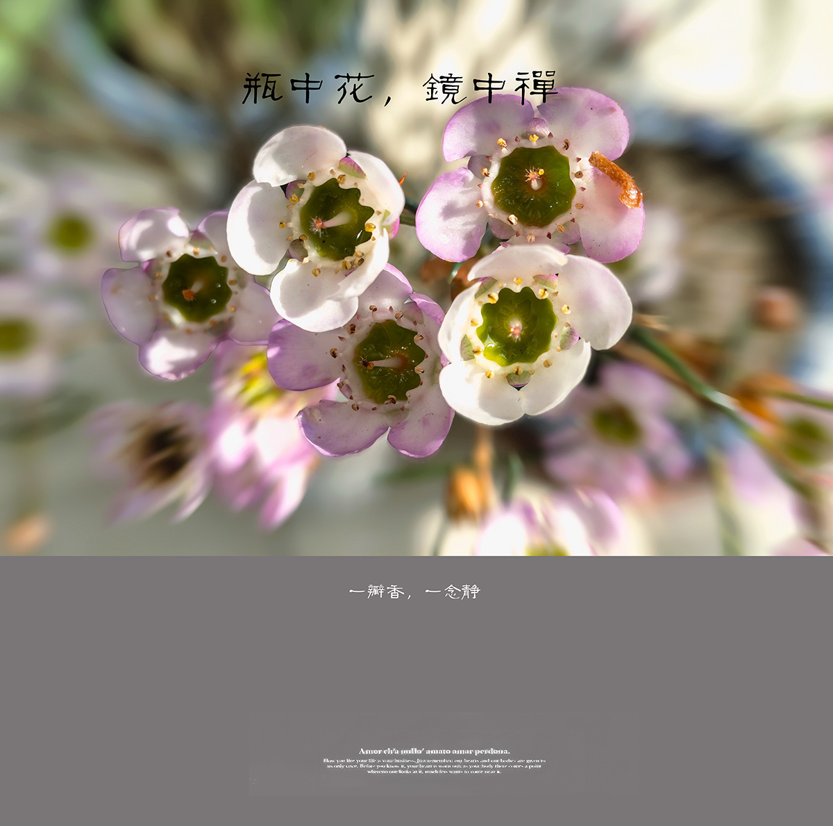 一瓣香 一念静-轻简网_QJianNet