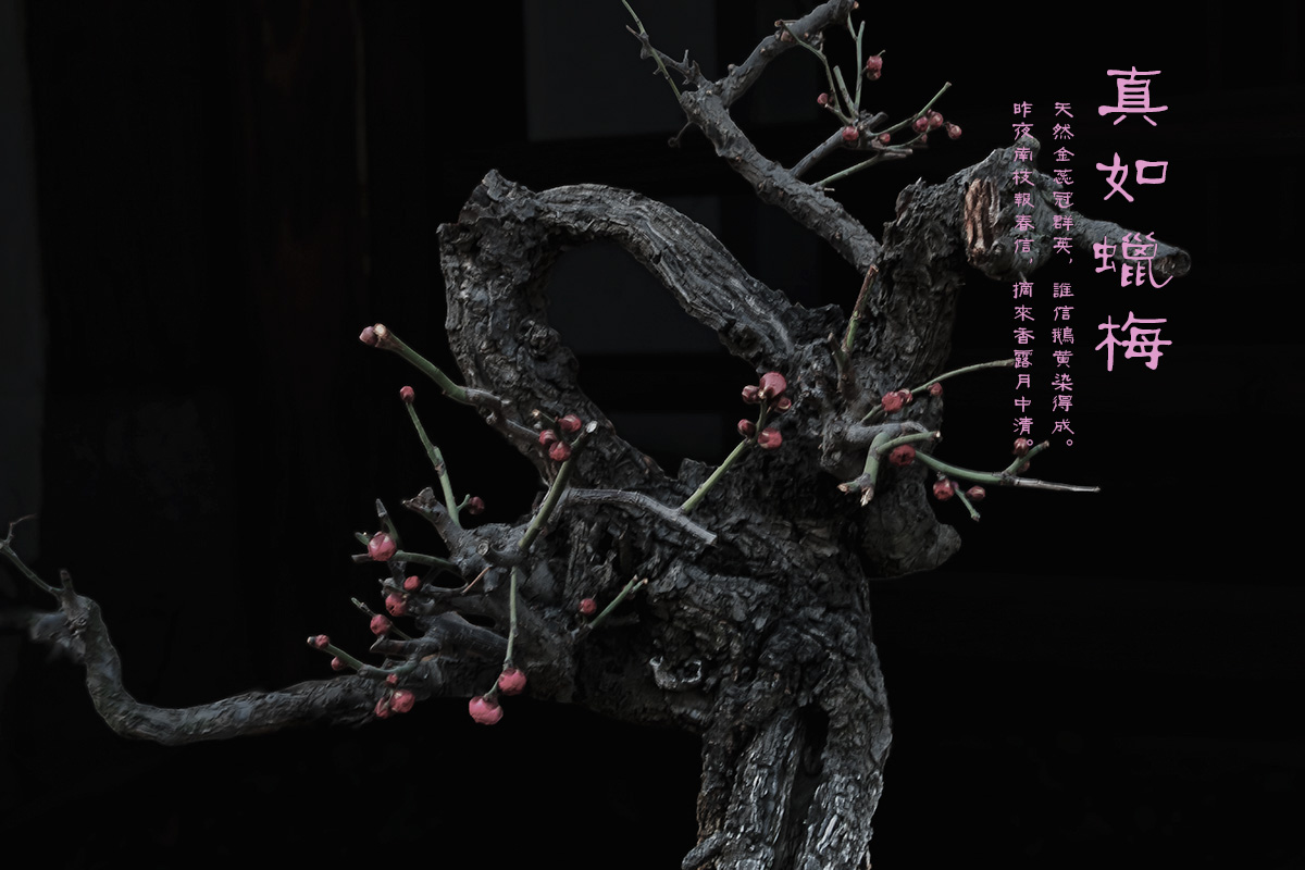 轻简网_QJianNet - 精品Windows,macOS破解软件下载安装