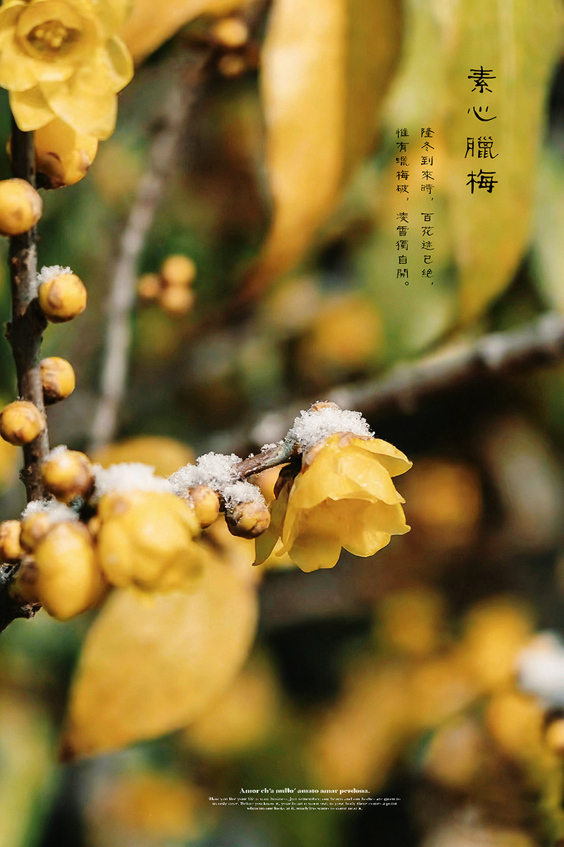 素心蜡梅--大寒-轻简网_QJianNet