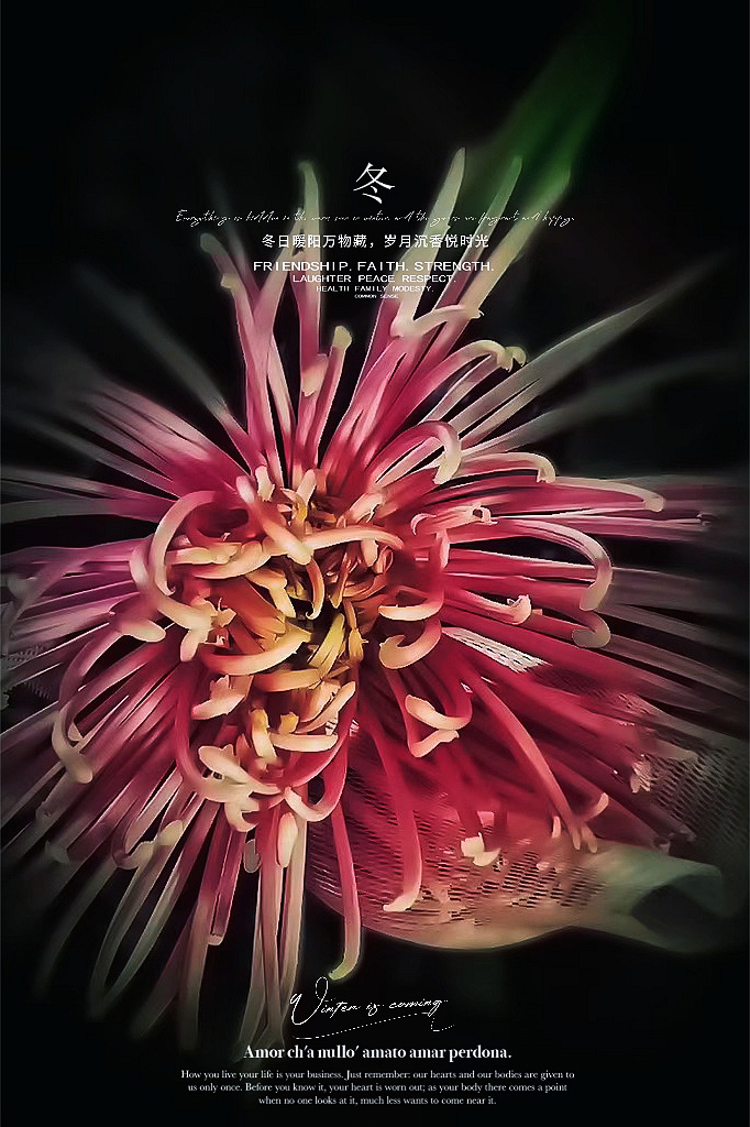 安娜烟花菊-轻简网_QJianNet