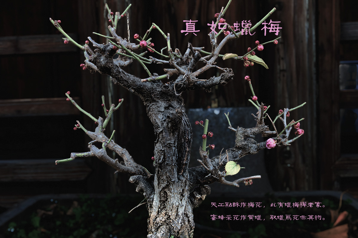 轻简网_QJianNet - 精品Windows,macOS破解软件下载安装