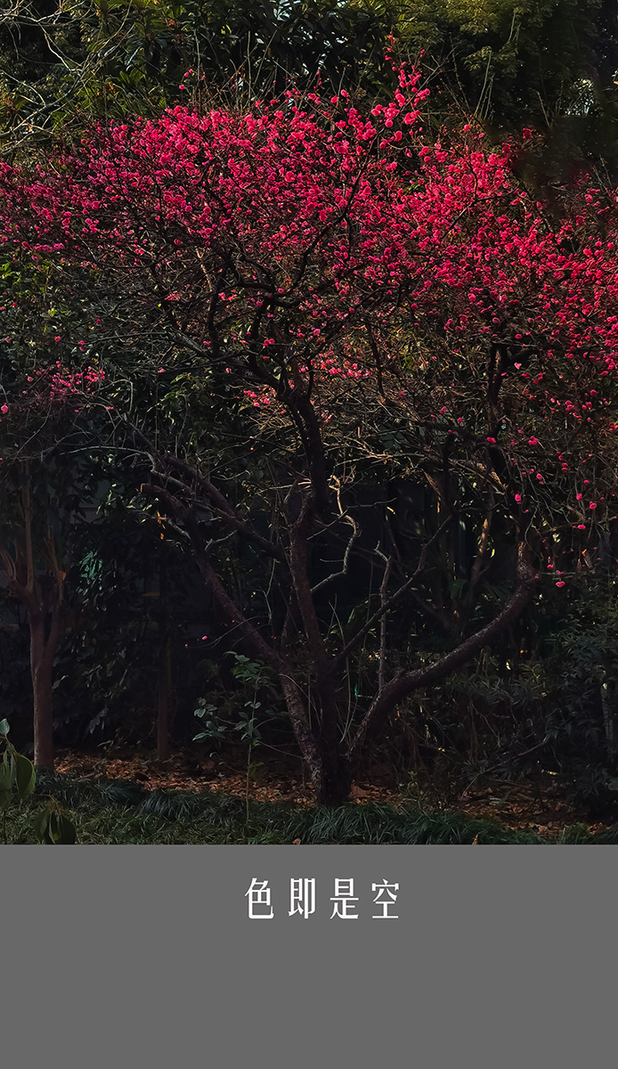 色即是空--红梅-轻简网_QJianNet