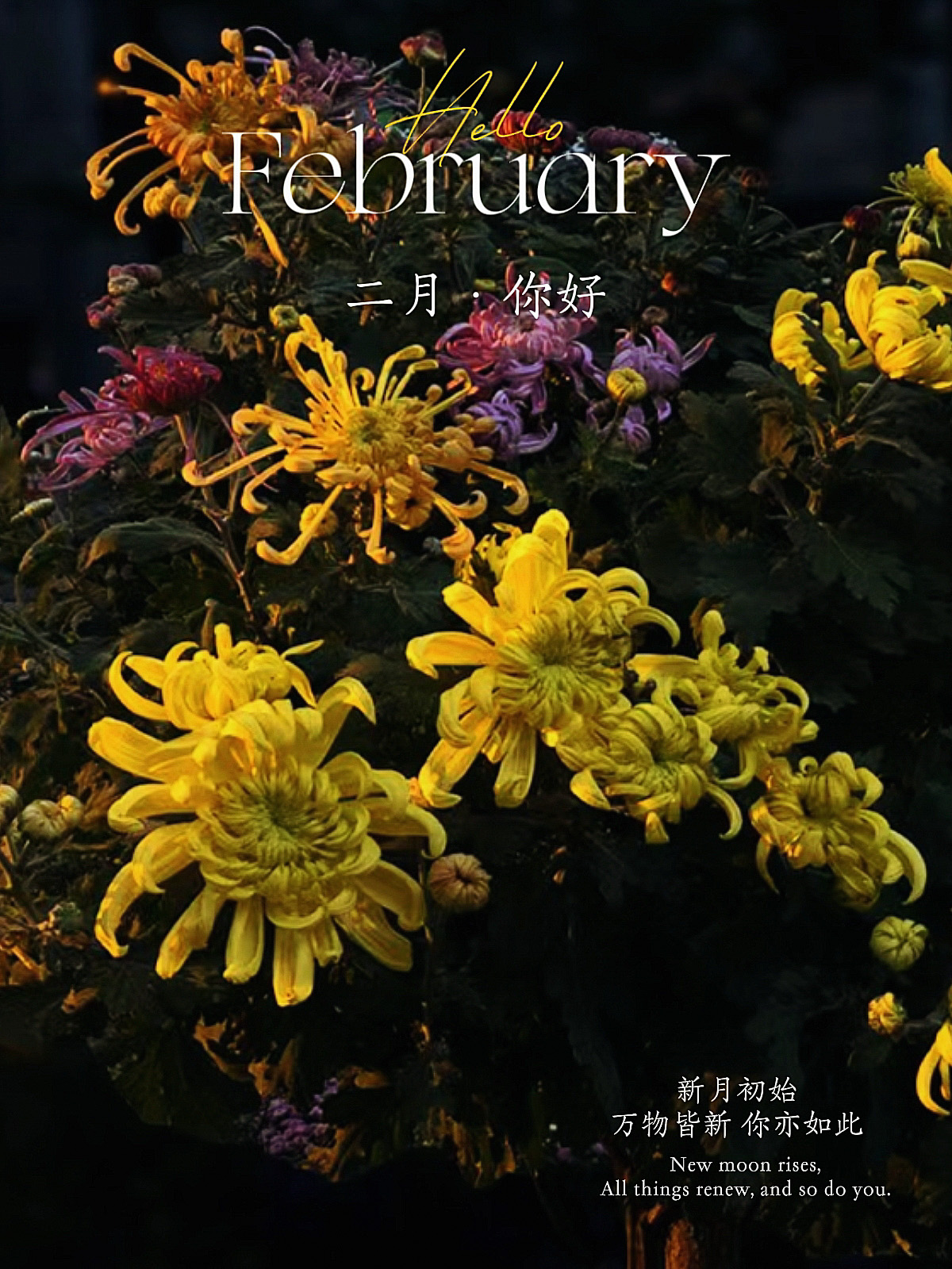 菊影禅心 -一丛菊-轻简网_QJianNet