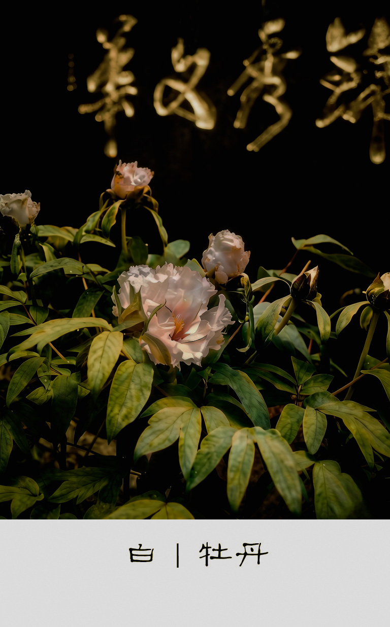 白 /牡丹花-轻简网_QJianNet