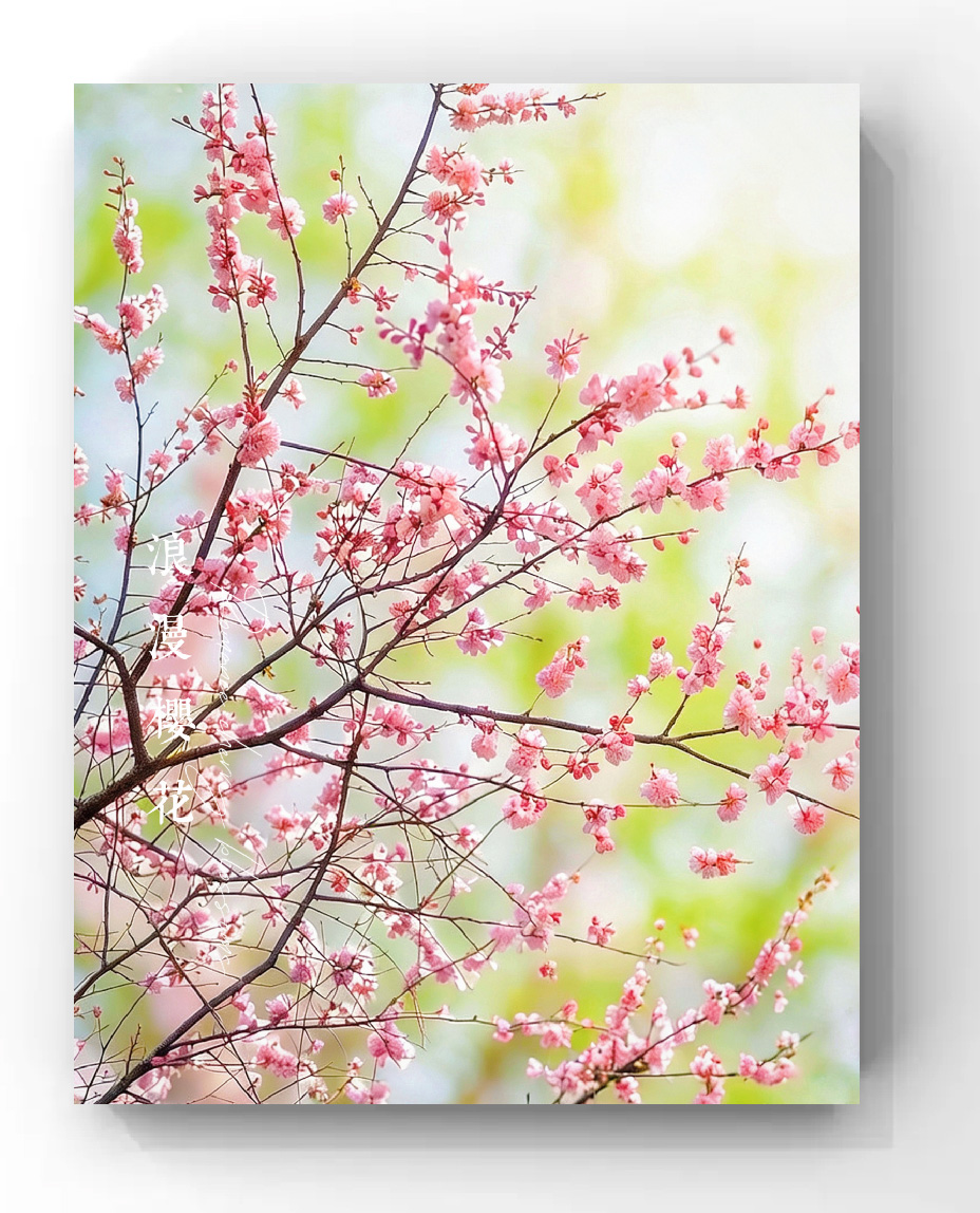 浪漫樱花季-轻简网_QJianNet