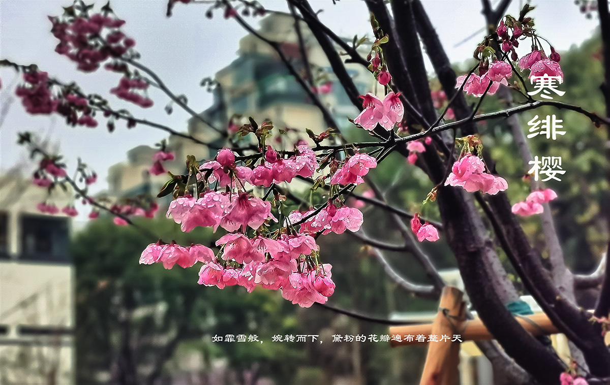 寒绯樱–牡丹樱-轻简网_QJianNet