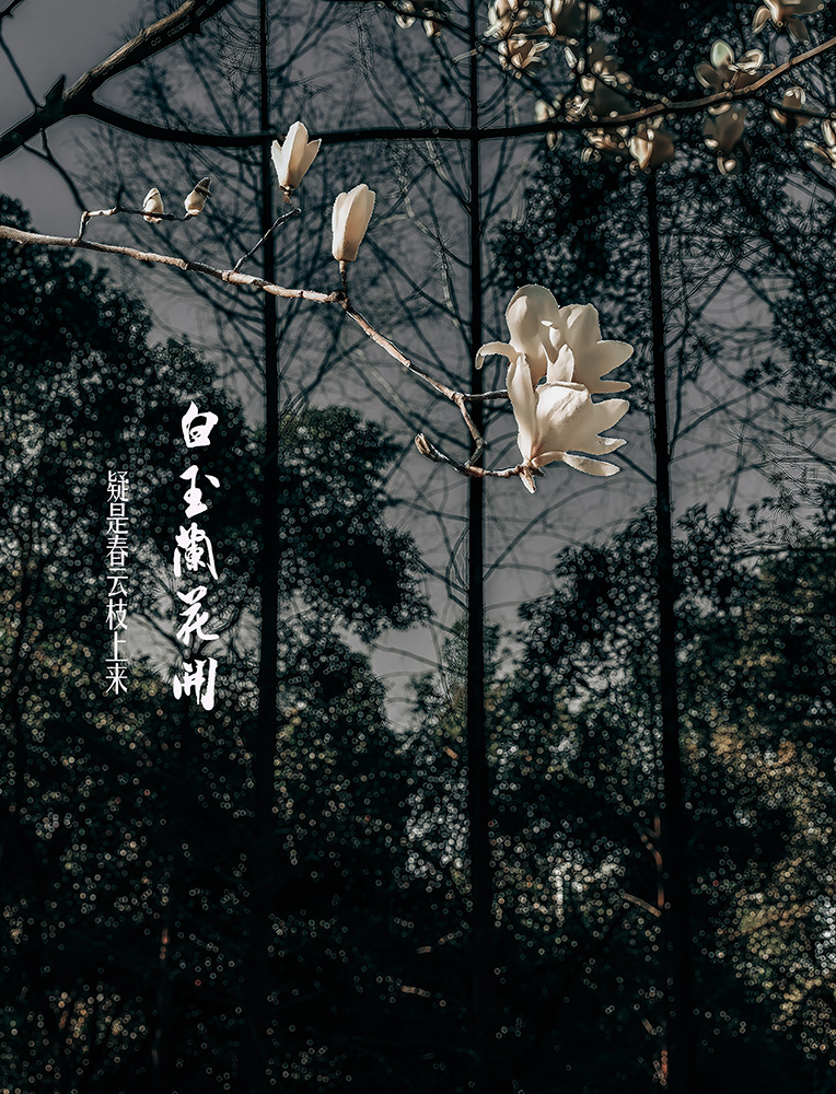 白玉兰花开-轻简网_QJianNet