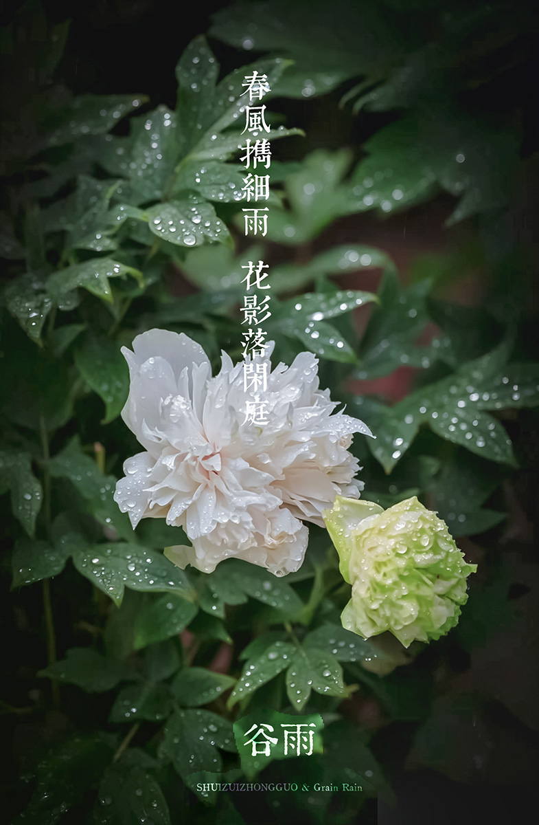 谷雨–愿人间春色 岁岁常安-轻简网_QJianNet