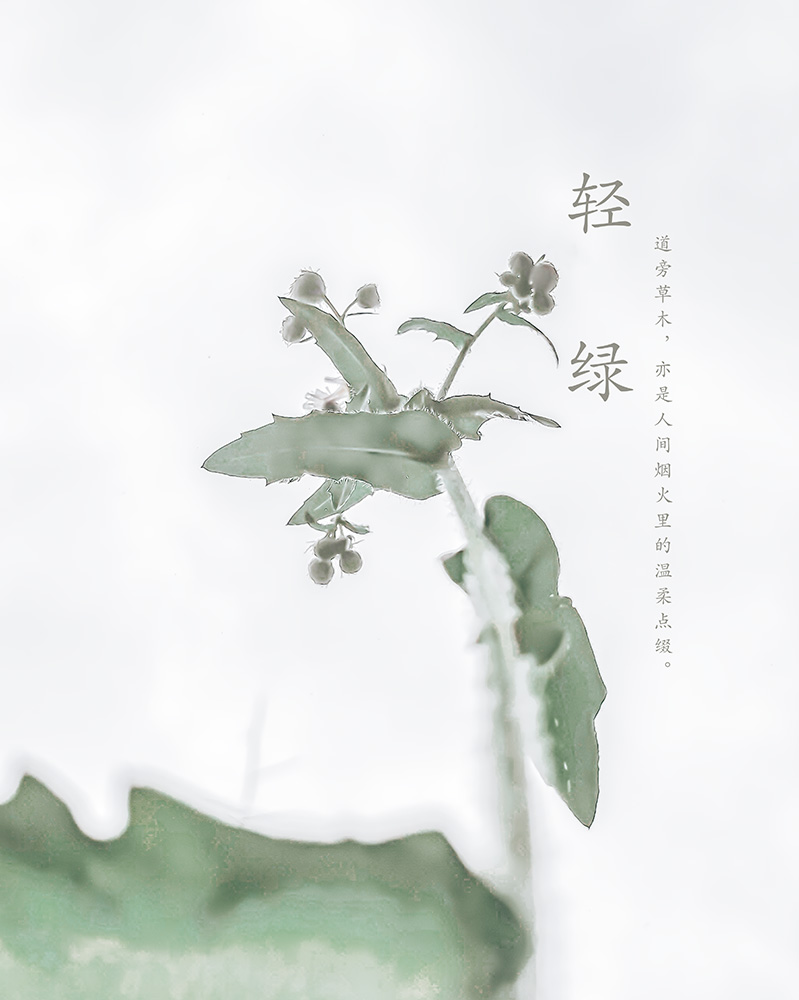 轻绿–道旁小草-轻简网_QJianNet